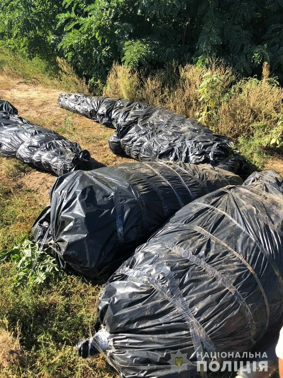 Правоохоронці нарахували понад 1 900 кущів, вартість – 10 мільйонів гривень