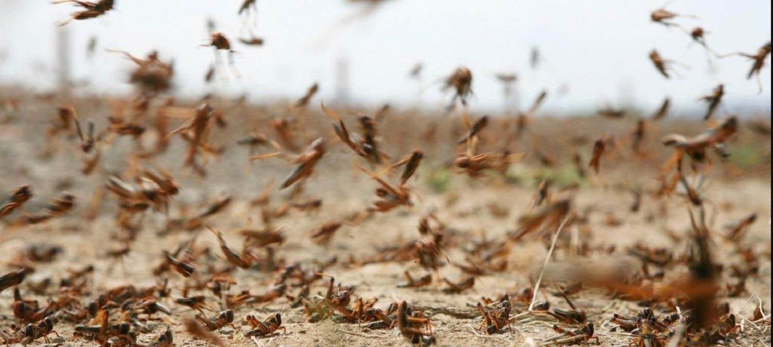 Не счесть белых мух: полчища мошек атаковали российский Красноярск – впечатляющее видео Не счесть белых мух: полчища мошек атаковали российский Красноярск – впечатляющее видео