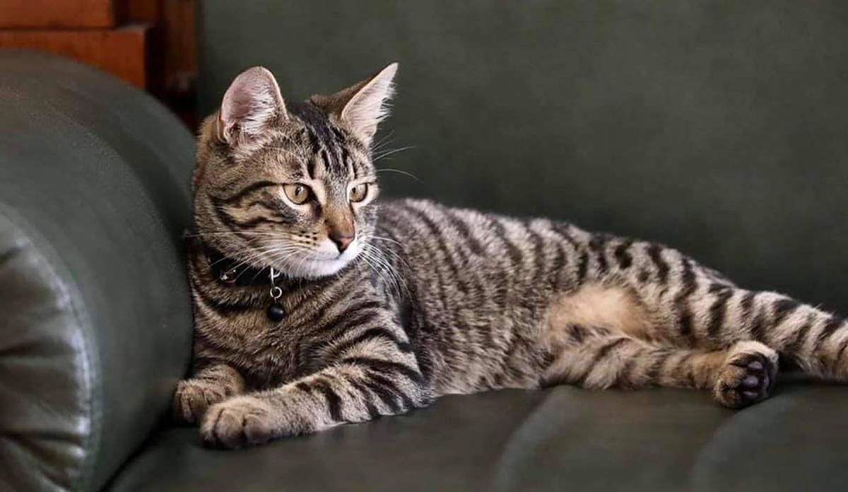 В мэрии Львова будет жить кот Левчик, у которого будет инстаграм-страница: милое видео