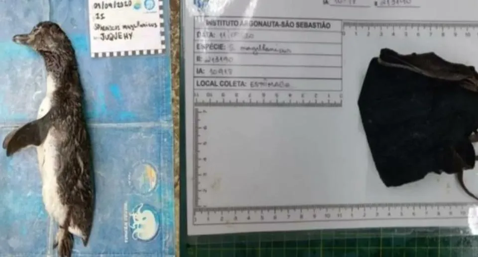 пінгвін пінгвін