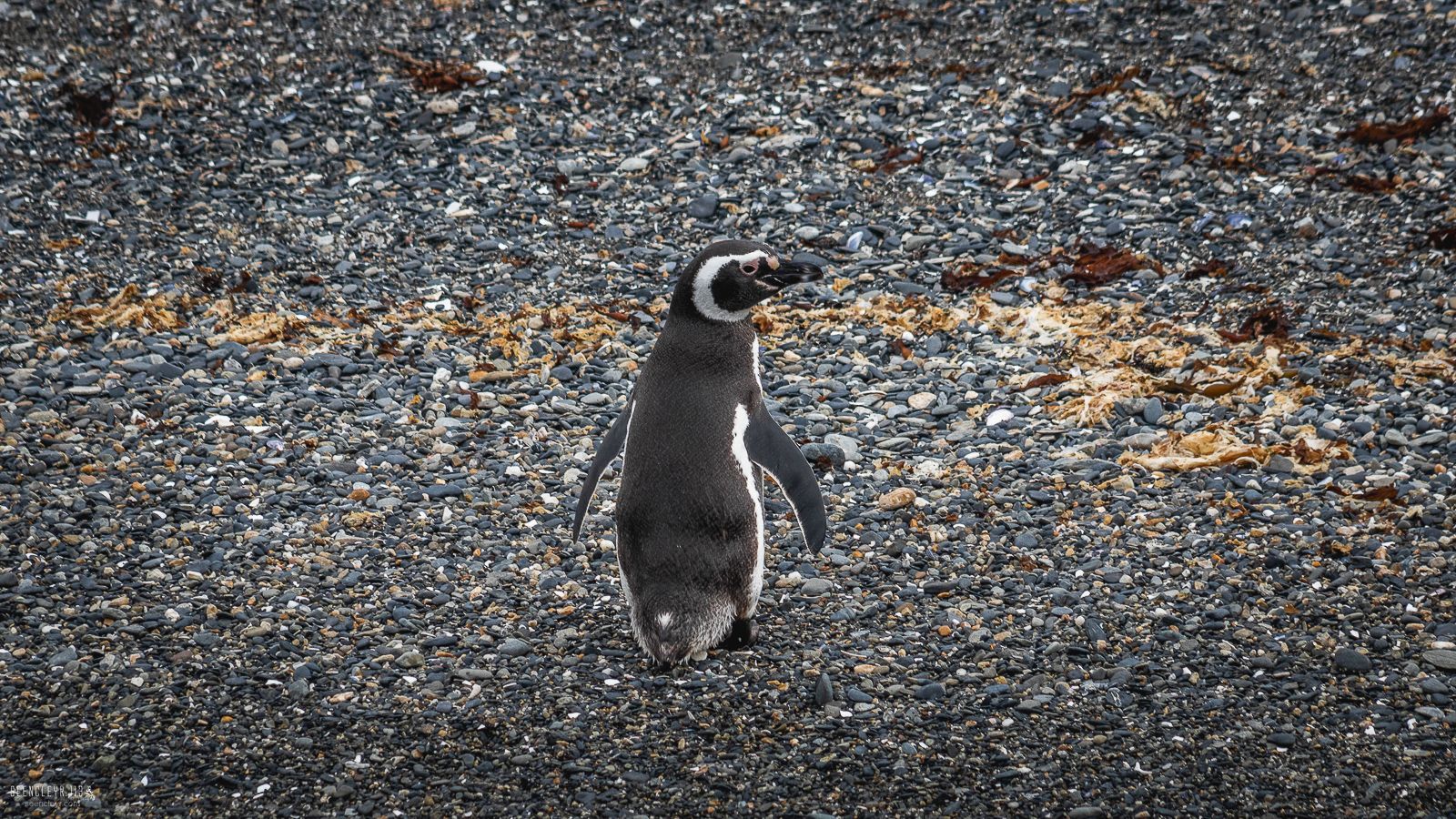 В Бразилии нашли мертвого пингвина: животное проглотило защитную маску – фото В Бразилии нашли мертвого пингвина: животное проглотило защитную маску – фото