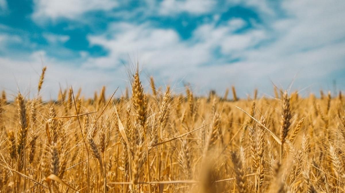 Через екологію врожай зернових в Україні знизиться щонайменше на 5 млн тонн, – ЗМІ
