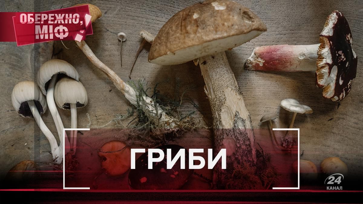 Алкоголь рятує від отруєння та смертельна небезпека: 10 міфів про гриби, у які ви точно вірили Алкоголь рятує від отруєння та смертельна небезпека: 10 міфів про гриби, у які ви точно вірили