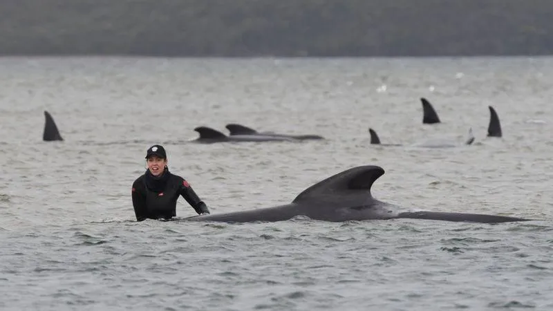 У Тасманії викинулись на берег 270 дельфінів