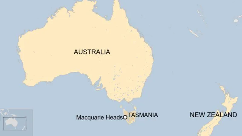 У тасманії викинулись на берег 270 дельфінів У тасманії викинулись на берег 270 дельфінів