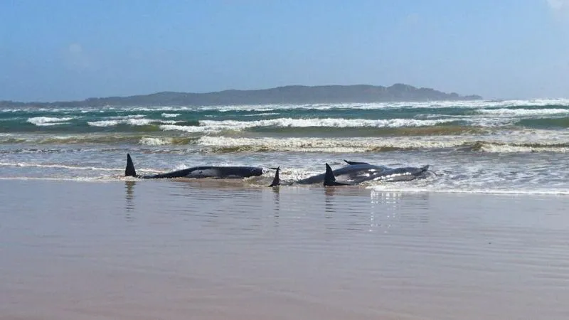 У Тасманії викинулись на берег 270 дельфінів