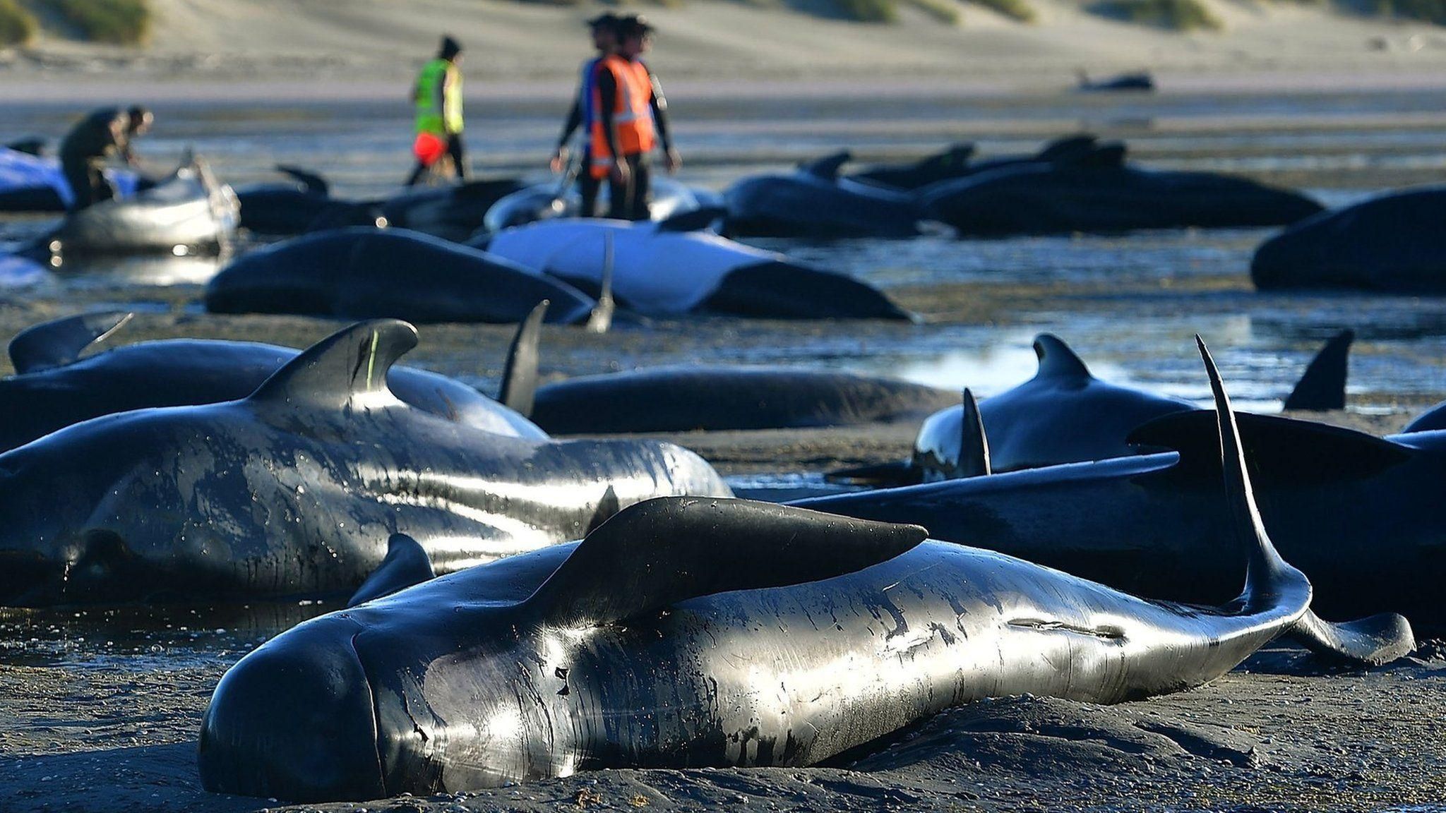 В Тасмании более 270 дельфинов выбросились на берег фото и видео