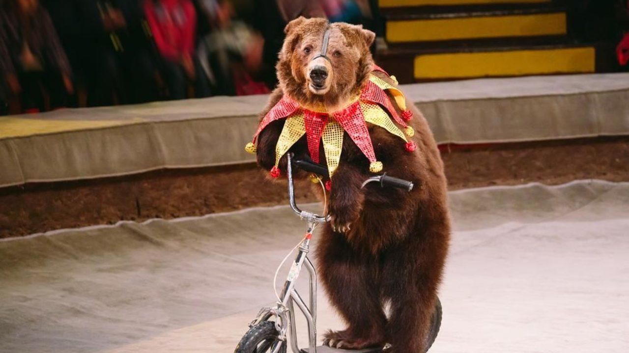 У Чехії з 2022 року заборонять цирки з тваринами У Чехії з 2022 року заборонять цирки з тваринами