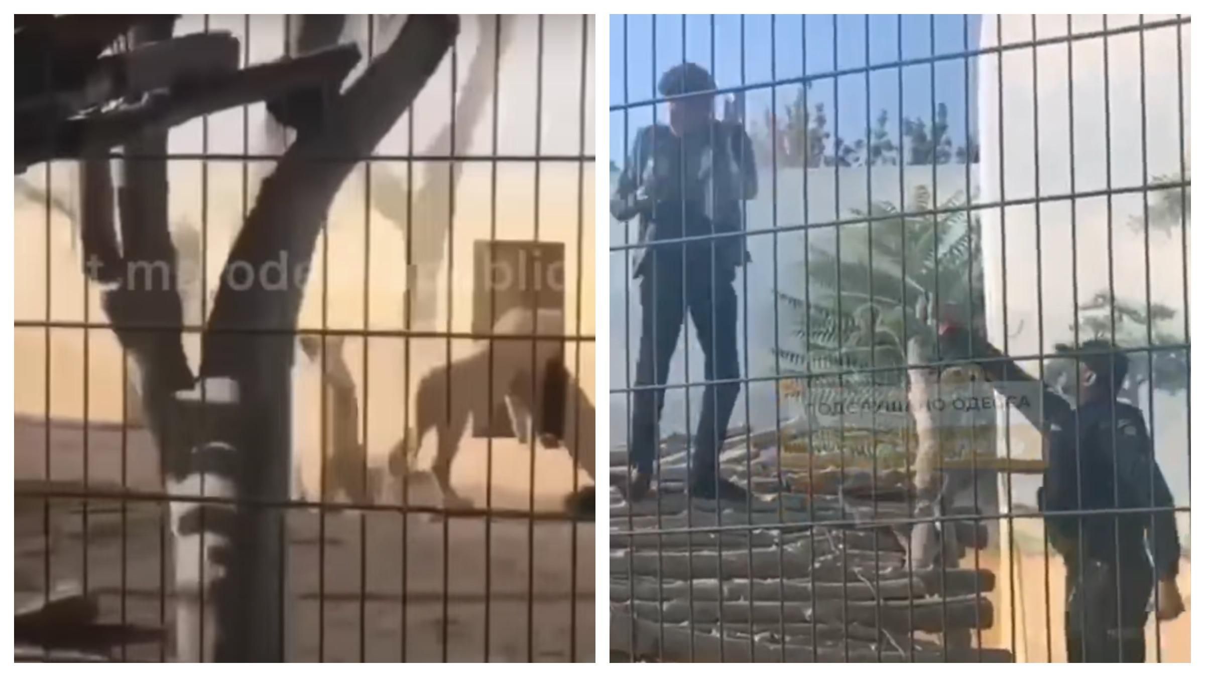 В Одессе мужчина залез в вольер со львами и не хотел выходить: видео В Одессе мужчина залез в вольер со львами и не хотел выходить: видео