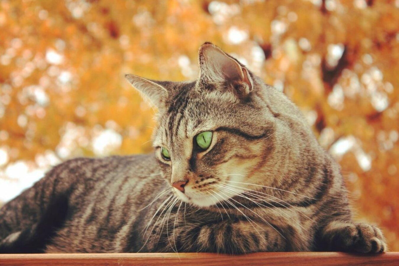 Погода 24 вересня 2020 Україна: яку погоду обіцяє синоптик Погода 24 вересня 2020 Україна: яку погоду обіцяє синоптик