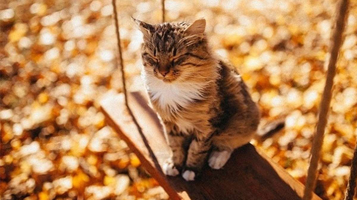 Погода 25 сентября 2020 Украина: какую погоду обещает синоптик Погода 25 сентября 2020 Украина: какую погоду обещает синоптик