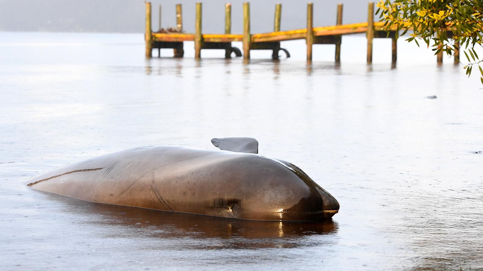 Биологи назвали причину самого массового выброса на берег дельфинов-гринд в Австралии Биологи назвали причину самого массового выброса на берег дельфинов-гринд в Австралии