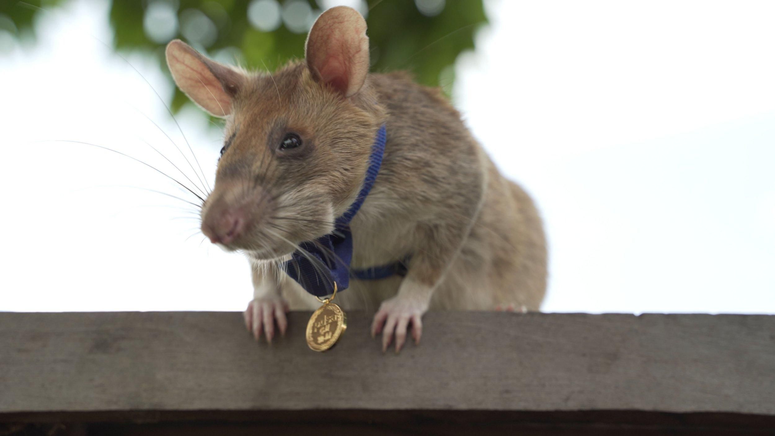 В Камбодже наградили крысу за спасение человеческих жизней: искал мины