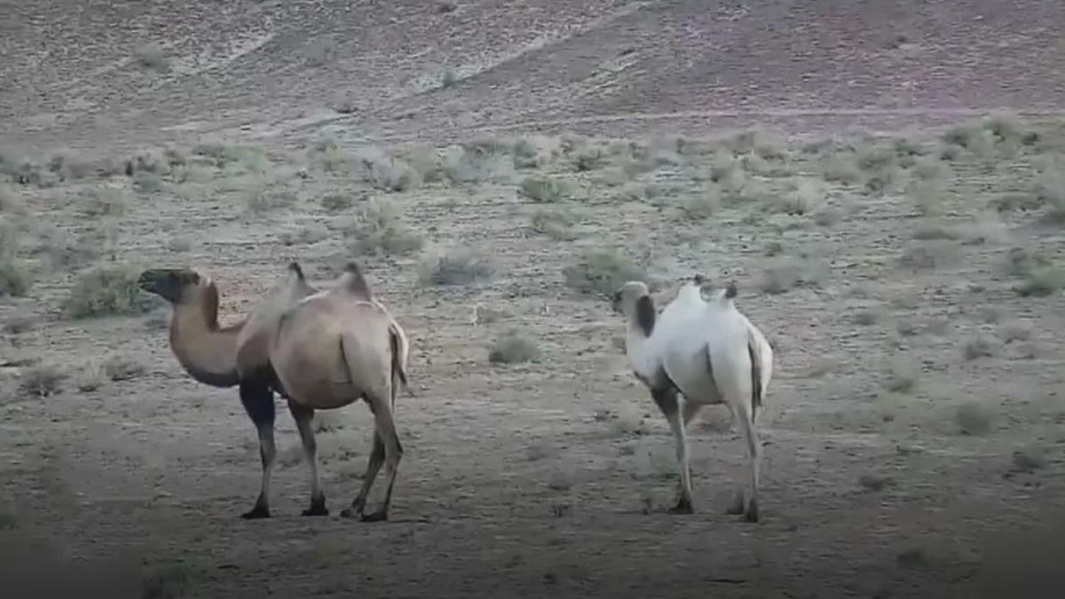 Открытие года: на северо-западе Китая впервые увидели верблюда-альбиноса – видео