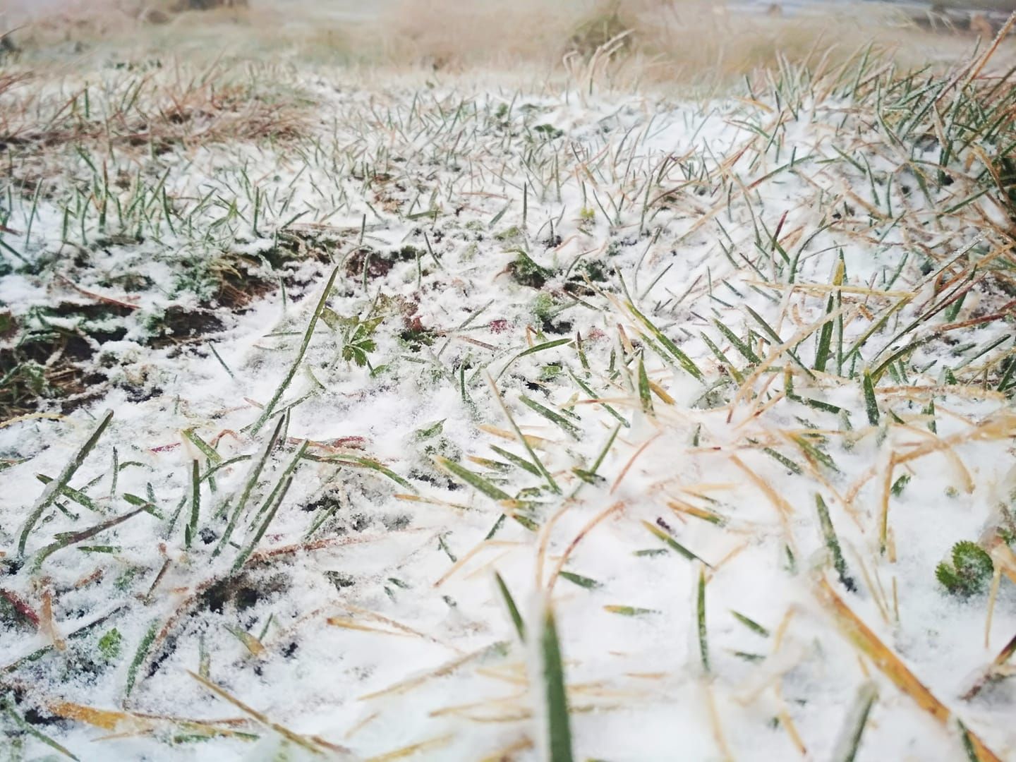 27 вересня 2020 в Карпатах похолодало та випав сніг: фото, відео