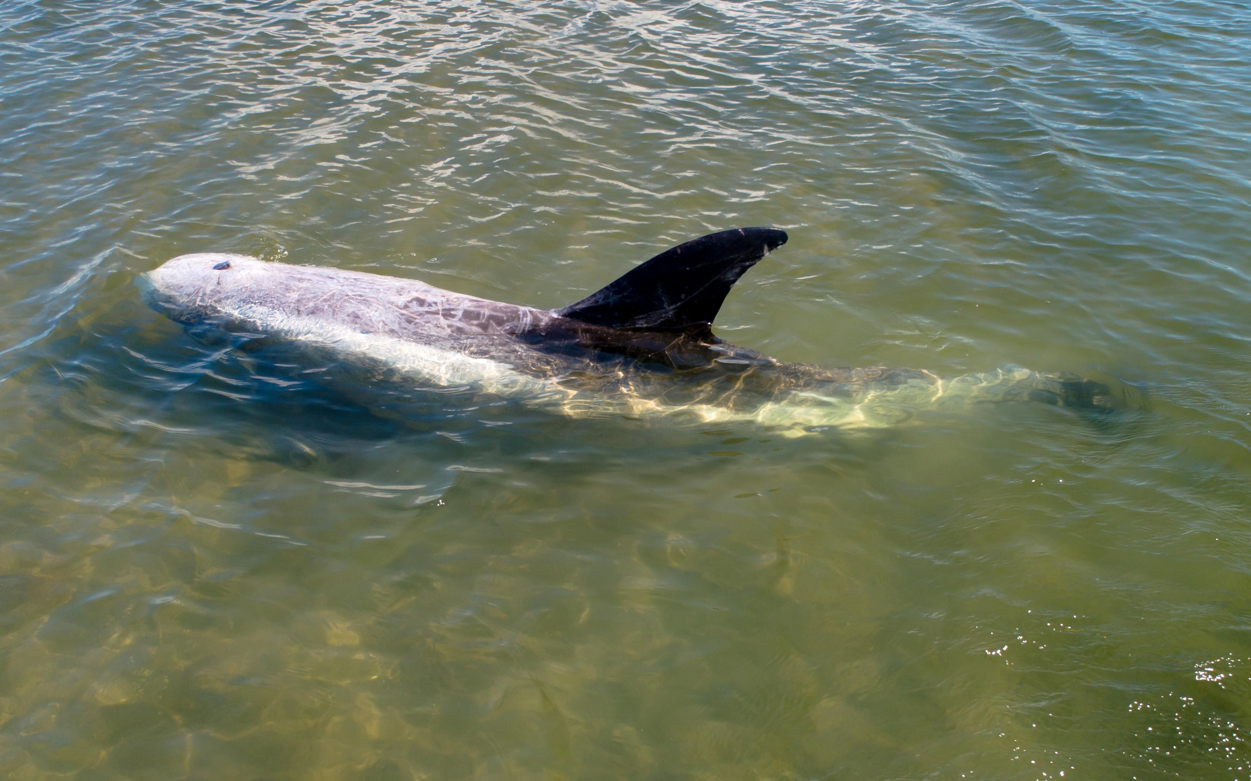 Дельфина спасли в Азовском море: видео