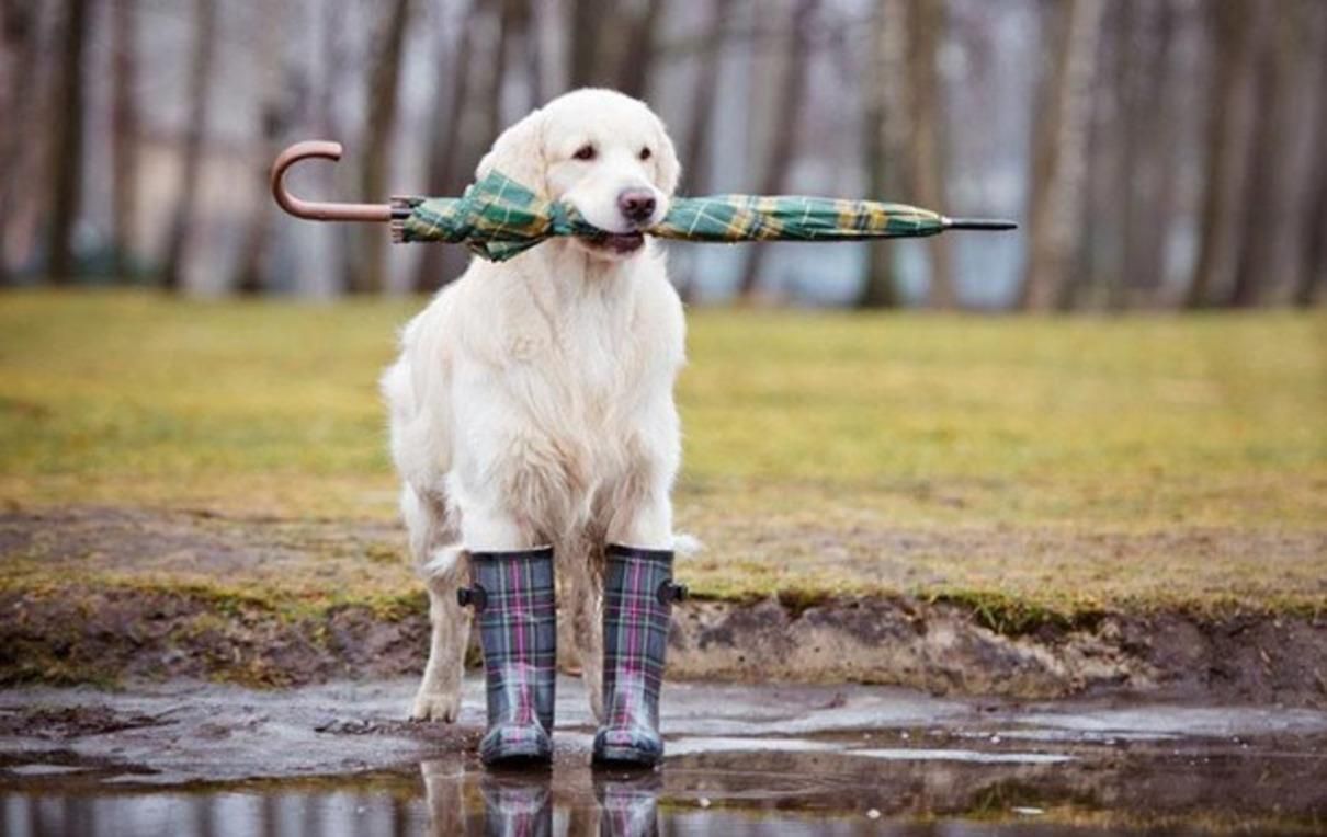 Погода 1 октября 2020 Украина: какую погоду обещает синоптик Погода 1 октября 2020 Украина: какую погоду обещает синоптик