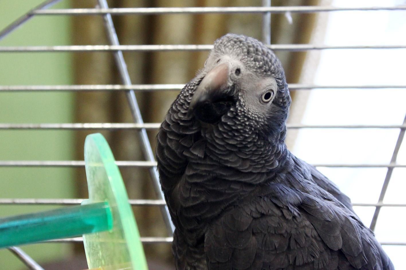 Папуги облаяли відвідувачів парку: їх тимчасово ізолювали від людей Папуги облаяли відвідувачів парку: їх тимчасово ізолювали від людей