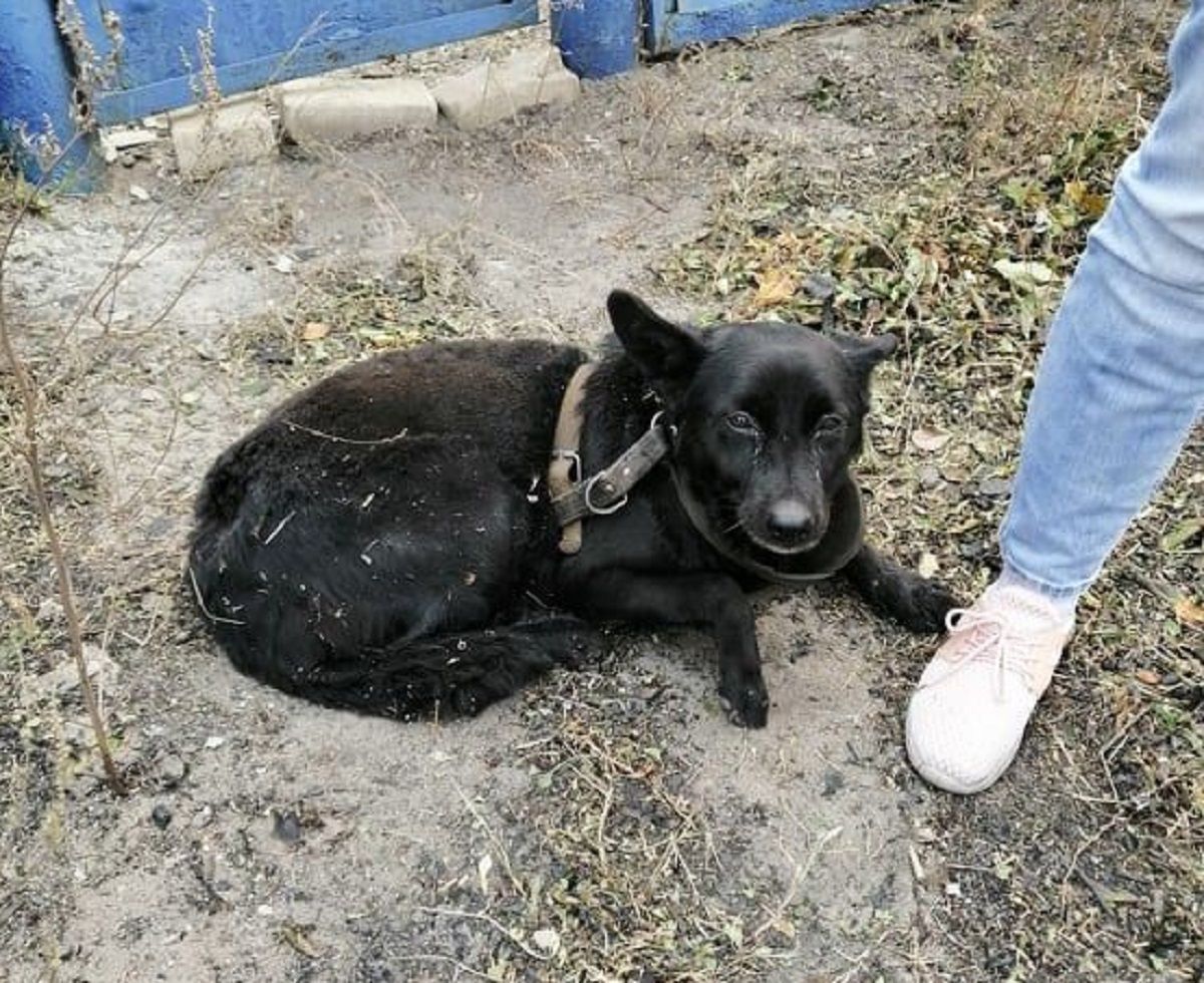 На згарищах у Луганській області залишаються покинуті тварини: фото