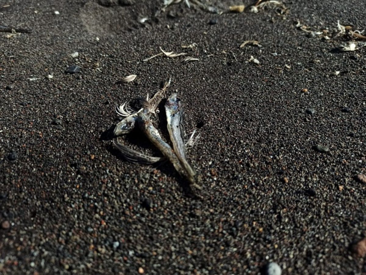 На пляжи Камчатки выбросило тысячи мертвих животных: видео - 24 канал