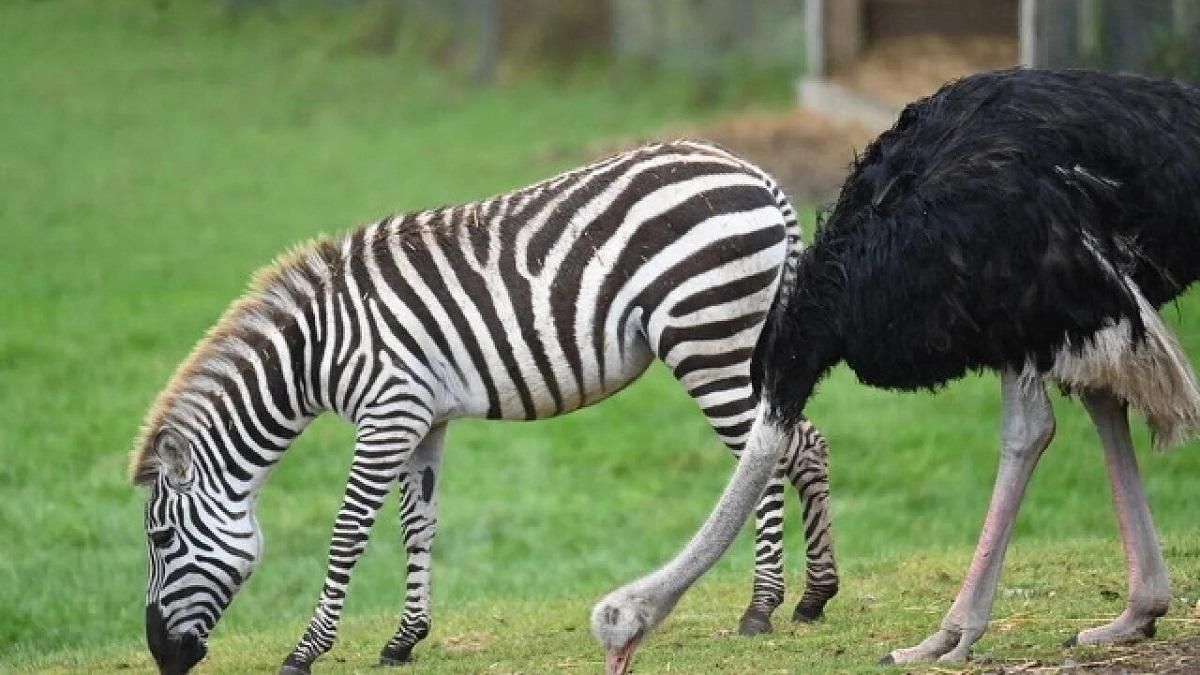 Страус у Британії вважає себе зеброю: милі фото й відео Страус у Британії вважає себе зеброю: милі фото й відео