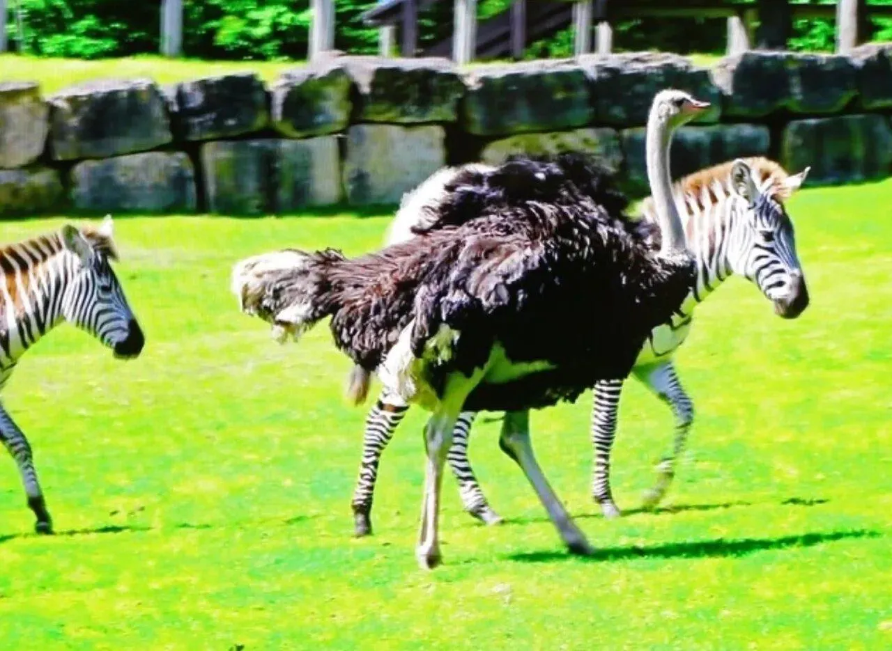 страус вважає себе зеброю