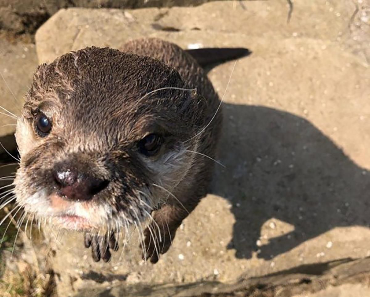 Выдре нашли пару через фейковый сайт знакомств: романтическая история любви Выдре нашли пару через фейковый сайт знакомств: романтическая история любви