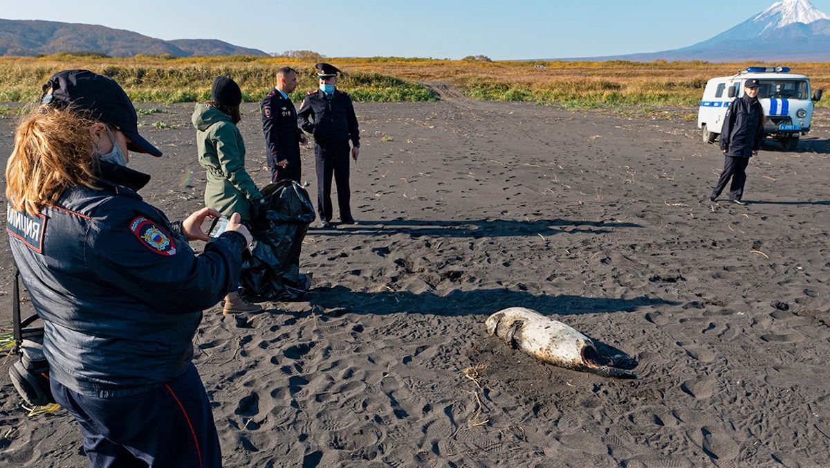 Екологічне лихо на Камчатці: влада каже, що все нормалізувалося Екологічне лихо на Камчатці: влада каже, що все нормалізувалося