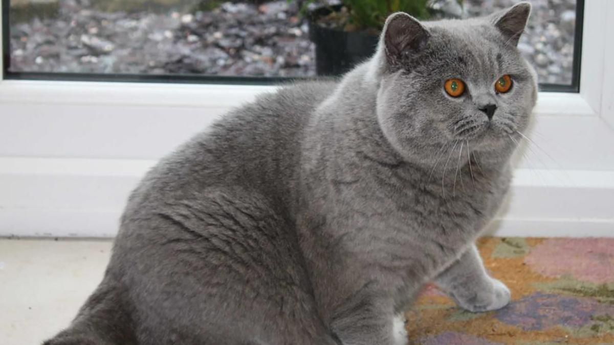 Мисливець жорстоко вбив кота на Житомирщині: чоловіку загрожує штраф Мисливець жорстоко вбив кота на Житомирщині: чоловіку загрожує штраф