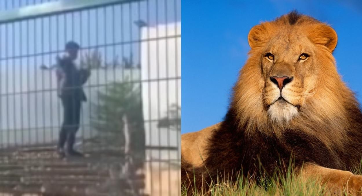 Парень залез ко львам. Курьеров заблокировали в лифте - Ты смотри Парень залез ко львам. Курьеров заблокировали в лифте - Ты смотри