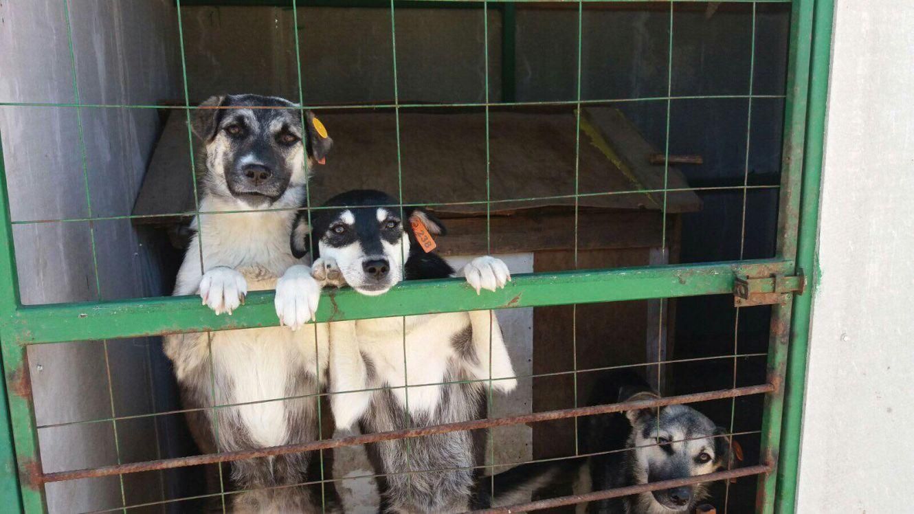 У Львові у 2021 році почнуть будівництво нового притулку для тварин У Львові у 2021 році почнуть будівництво нового притулку для тварин