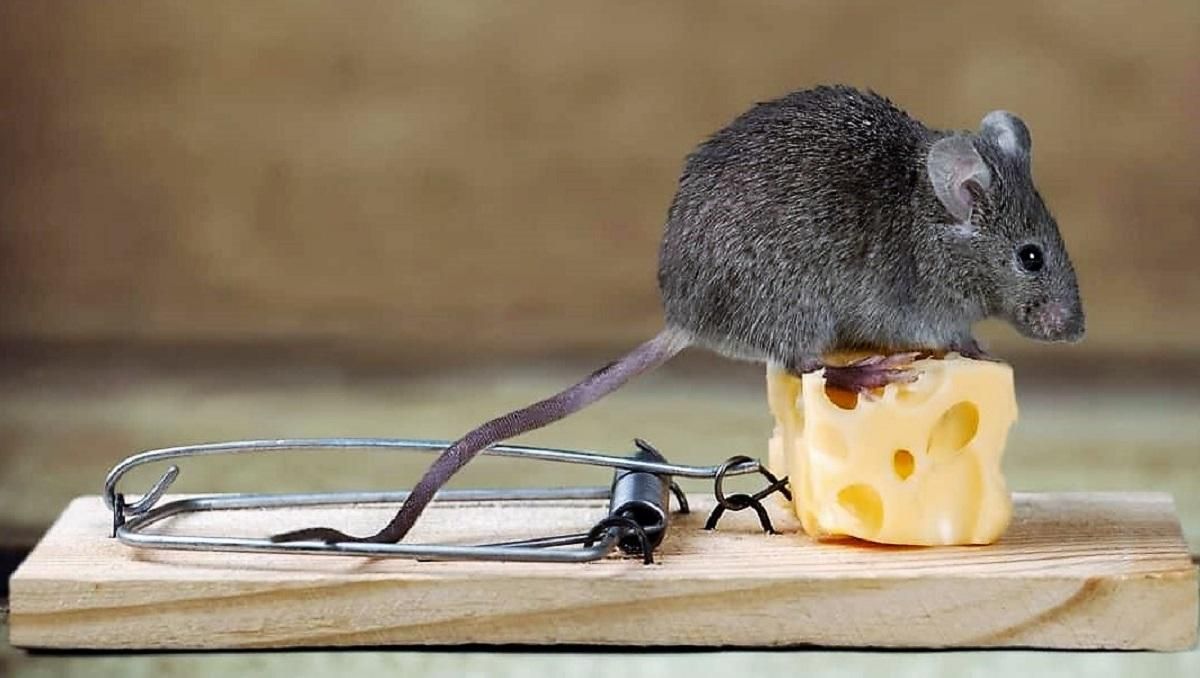 Мошенники распродают поддельную парфюмерию в интернете Мошенники распродают поддельную парфюмерию в интернете