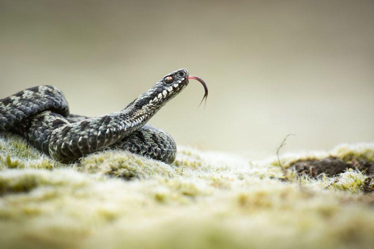 Возле Львова через Covid-19 закрылась первая в Украине змеиная ферма Возле Львова через Covid-19 закрылась первая в Украине змеиная ферма