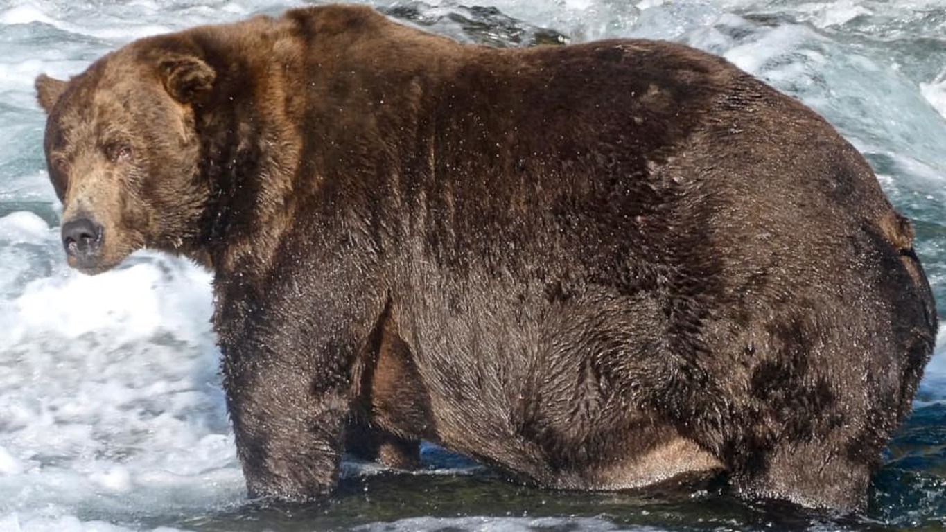 На Алясці знайшли найтовстішого ведмедя; відео