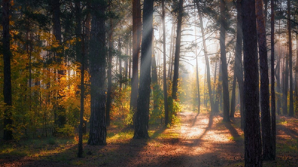 Погода 12 октября 2020 Украина: какую погоду обещает синоптик Погода 12 октября 2020 Украина: какую погоду обещает синоптик