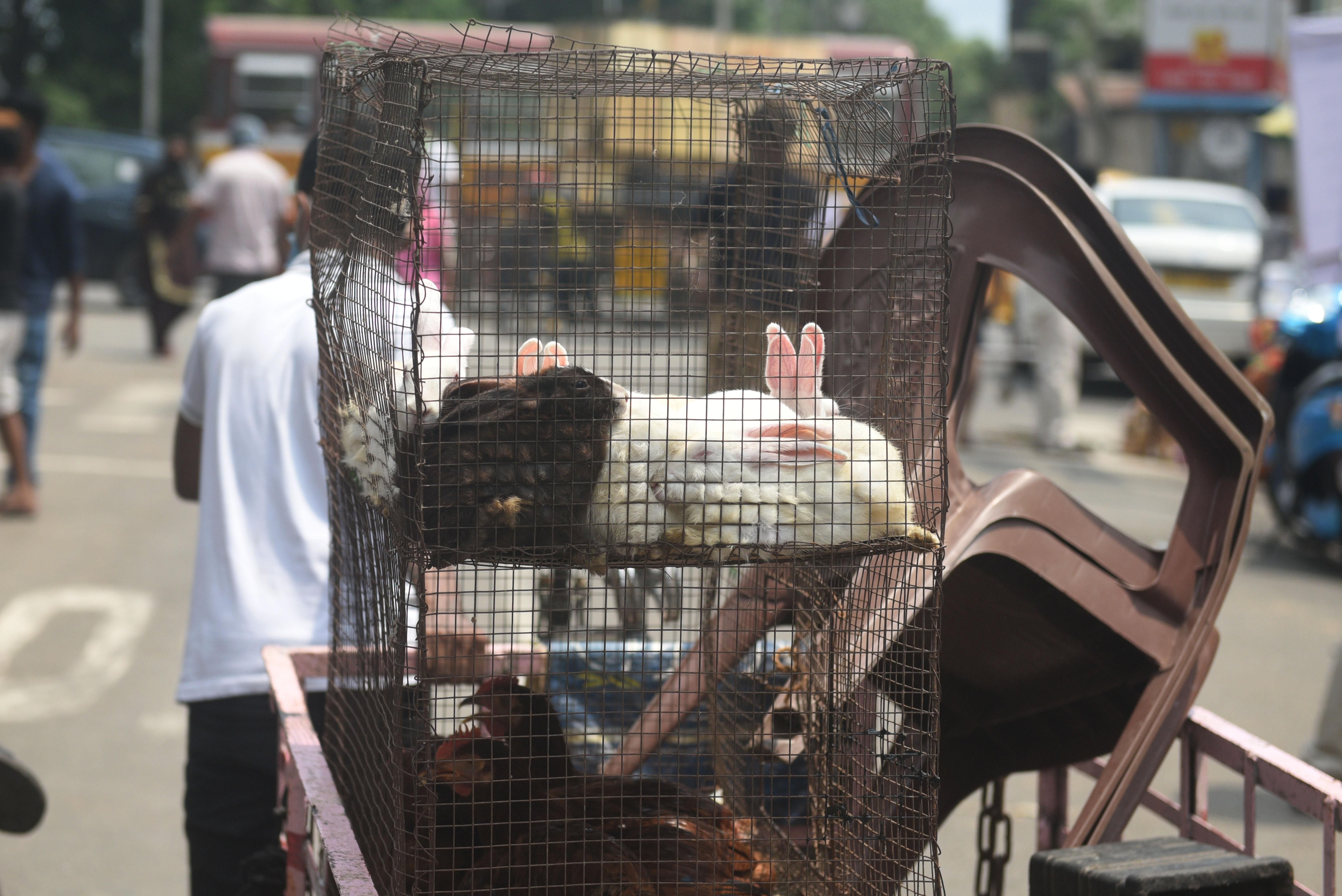 Кролики и свиньи: Европарламент требует запретить фермерам держать животных в клетках Кролики и свиньи: Европарламент требует запретить фермерам держать животных в клетках