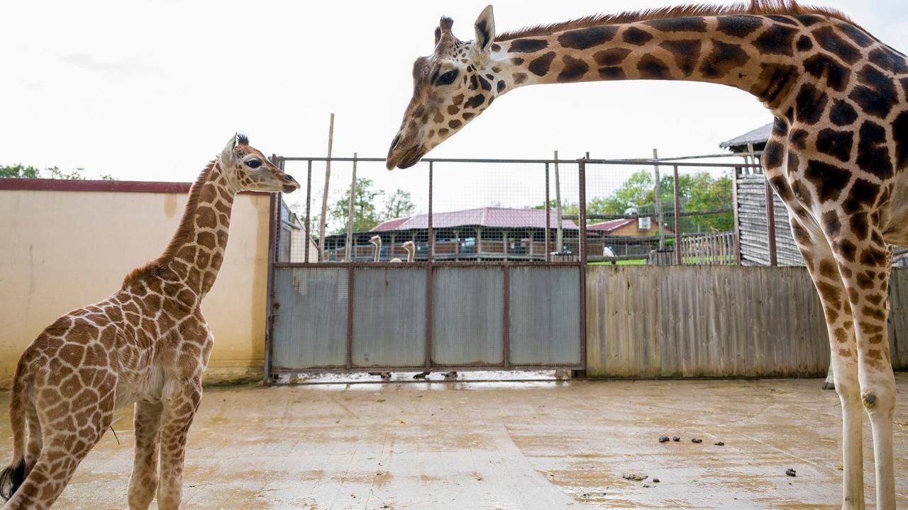 Впервые за 30 лет: в зоопарке Франции родился редкий жираф – видео