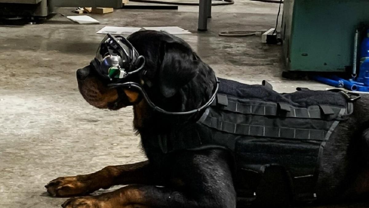Американські військові одягнуть на собак AR-окуляри для отримання переваг в бою