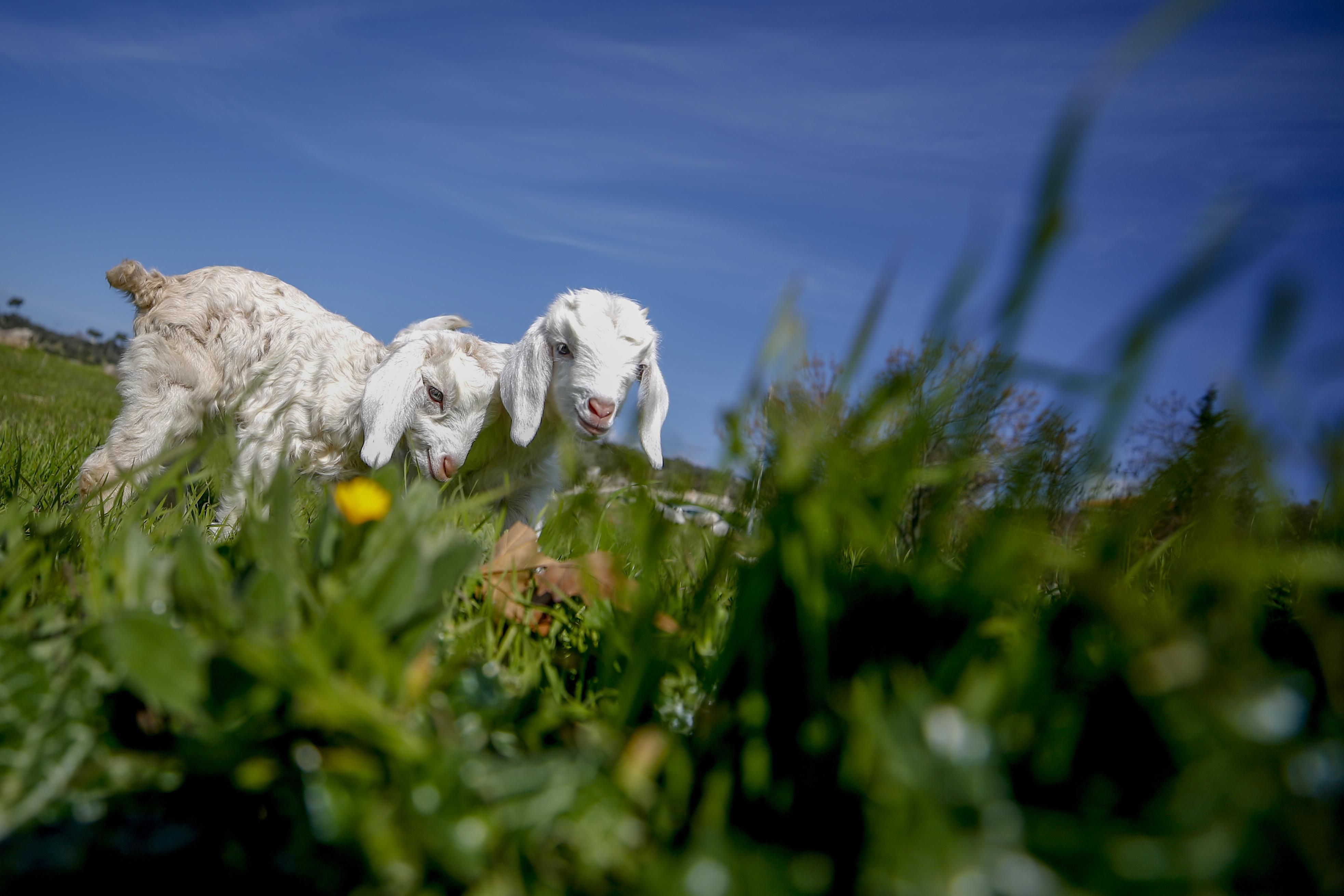 Собаки чуть не разорвали: в Черновцах по улице разгуливает овечка – видео Собаки чуть не разорвали: в Черновцах по улице разгуливает овечка – видео