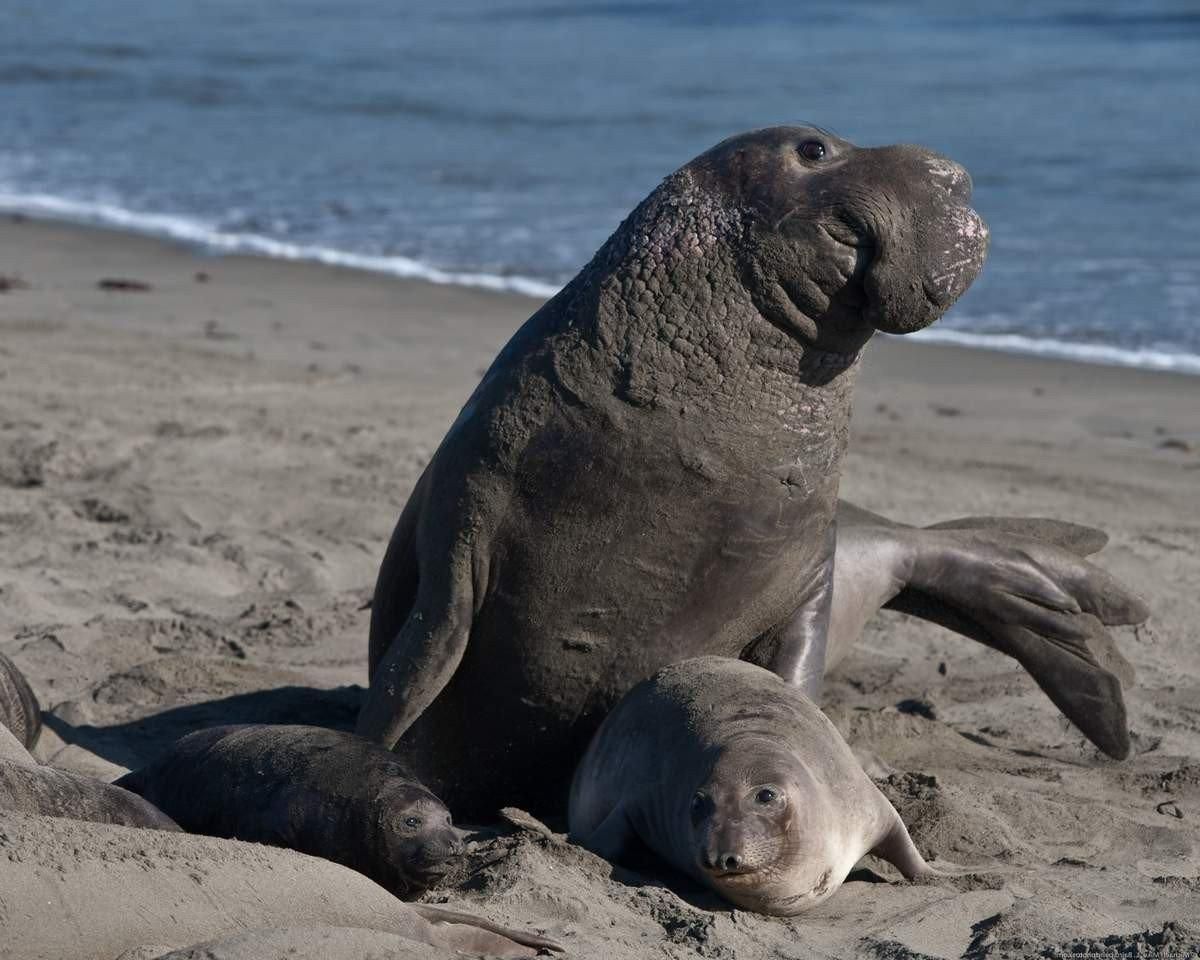 На улицах Чили заметили морского слона: видео На улицах Чили заметили морского слона: видео
