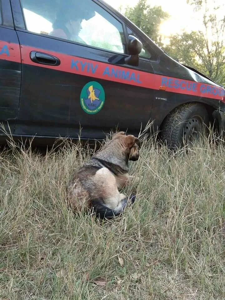 Собаку врятували у Запоріжжі Собаку врятували у Запоріжжі