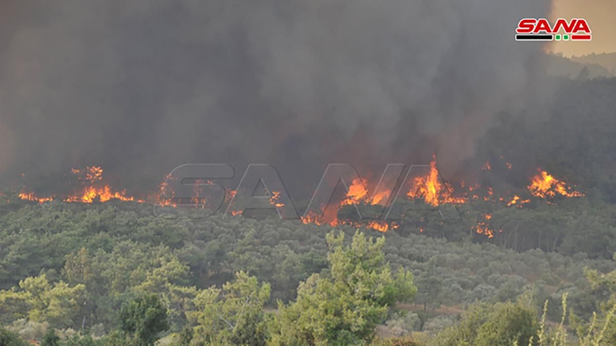 На заході Сирії виникли масштабні лісові пожежі: деталі