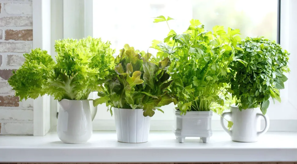 Можна вирощувати прянощі в непотрібному посуді Можна вирощувати прянощі в непотрібному посуді