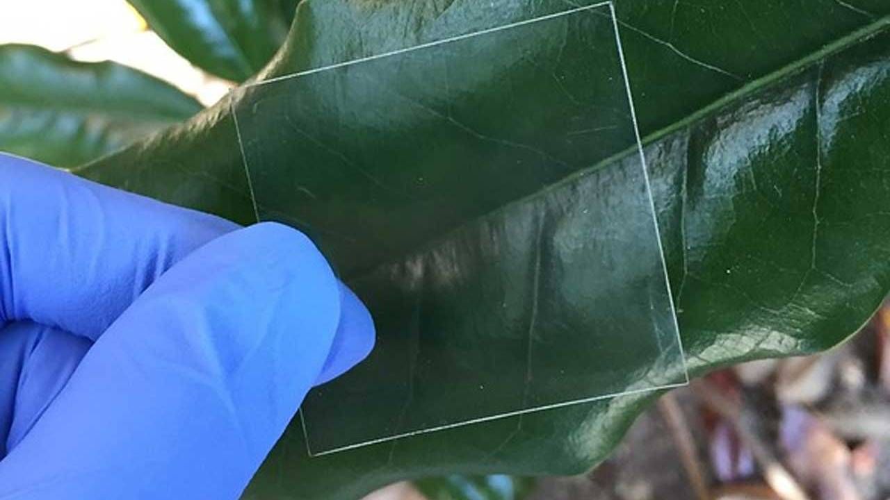 Ученые создали крепкое и экологическое стекло из дерева Ученые создали крепкое и экологическое стекло из дерева