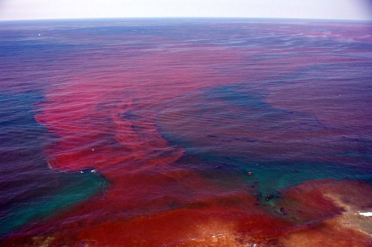  В Одессе море стало багрово-красным через красный прилив