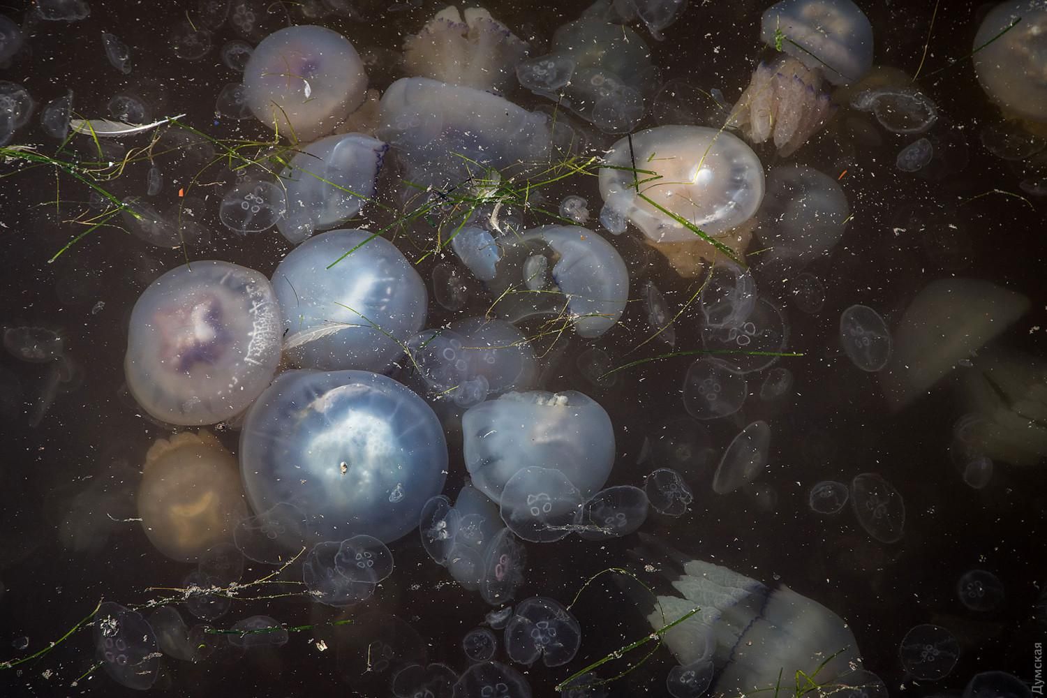 В Одесі зафіксували нашестя медуз – фото, відео В Одесі зафіксували нашестя медуз – фото, відео