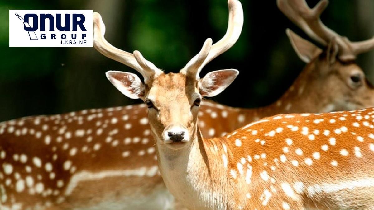 Плямисті олені на Закарпатті: історія ферми, де живуть рідкісні для України тварини Плямисті олені на Закарпатті: історія ферми, де живуть рідкісні для України тварини