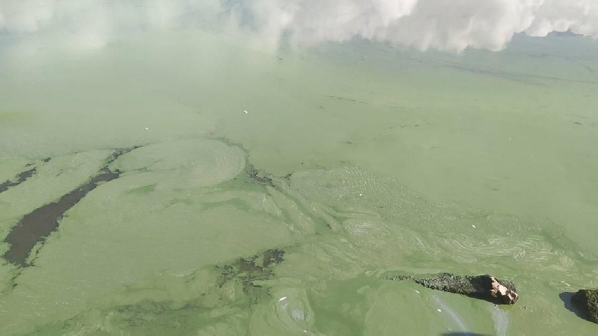Вода в Бугском лимане стала ярко-зеленой: фото