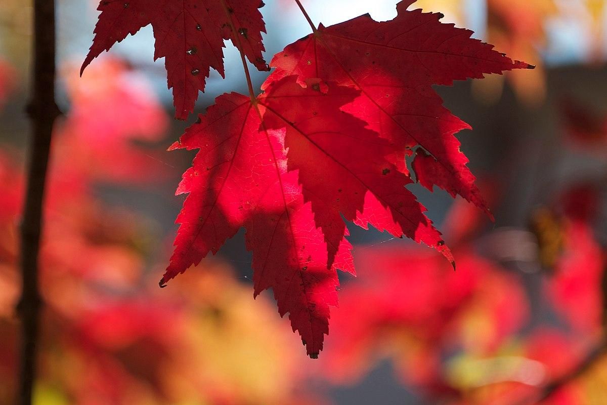 Погода 16 октября 2020 – Киев, Харьков, Львов – вся Украина Погода 16 октября 2020 – Киев, Харьков, Львов – вся Украина