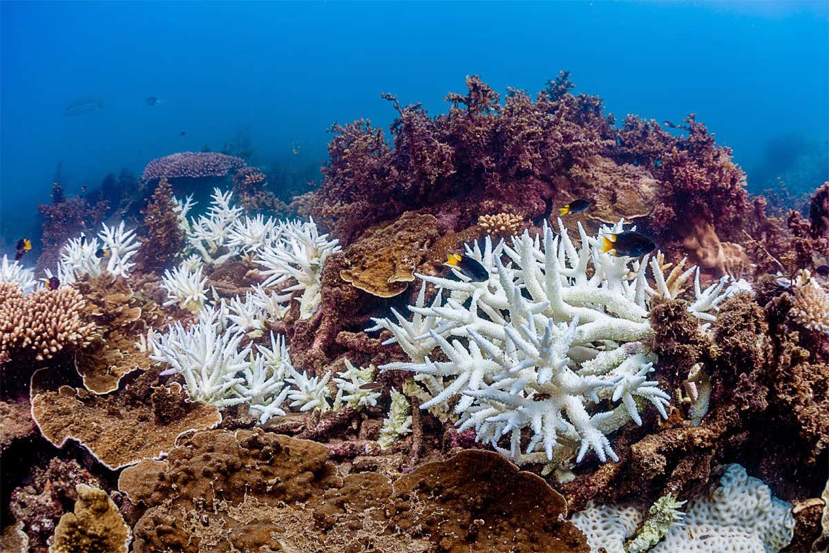Великий Бар'єрний риф втратив корали через зміни клімату: деталі